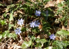 Leverbloem - blauw   R.Eveleens